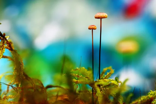 Cogumelos que crescem na floresta — Fotografia de Stock