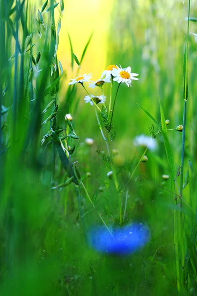 Kamillen auf verschwommenem Gartenhintergrund — Stockfoto