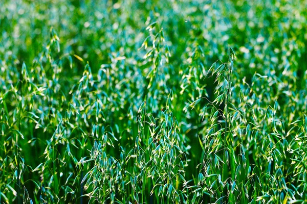 Plantas de verão verdes — Fotografia de Stock