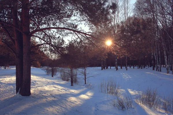 Inverno paisagem florestal — Fotografia de Stock