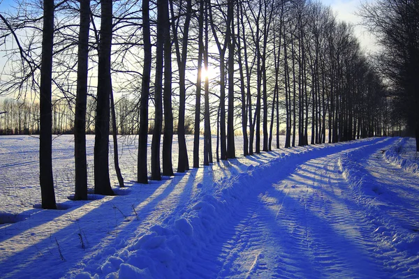 Paysage forestier hivernal — Photo