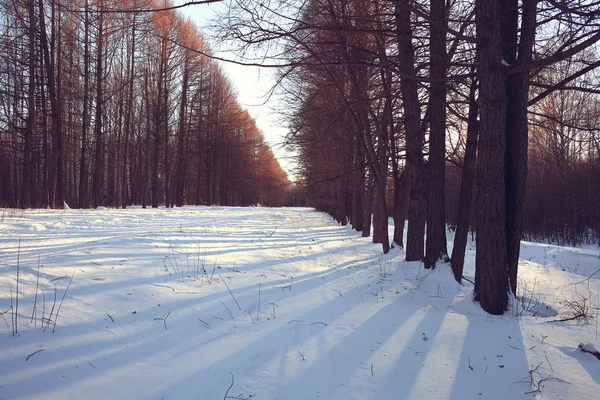 Paysage forestier hivernal — Photo