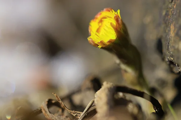 最初の春の花 — ストック写真