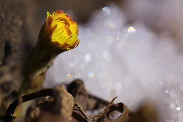 Primera flor de primavera —  Fotos de Stock