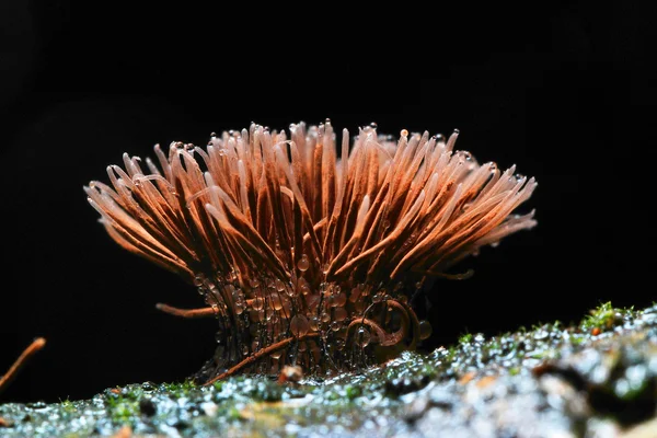 Tiro macro de fungo — Fotografia de Stock