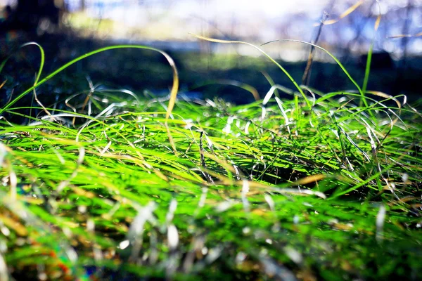 春の明るい緑の草 — ストック写真