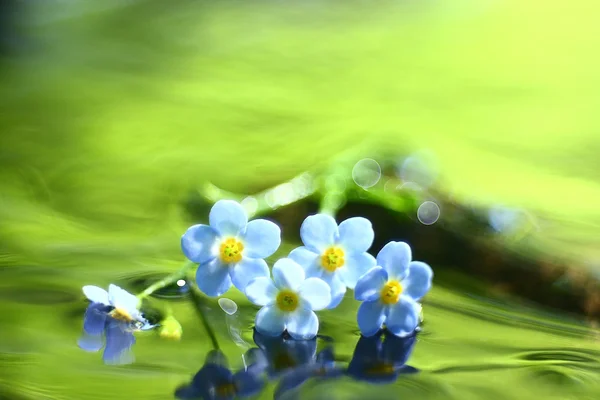 Beautiful flowers, close up — Stock Photo, Image