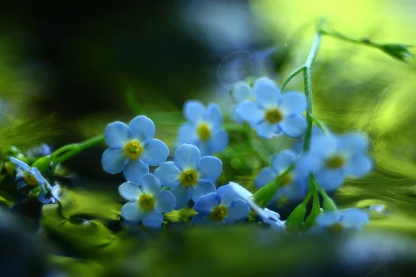 美しい花のクローズ アップ — ストック写真