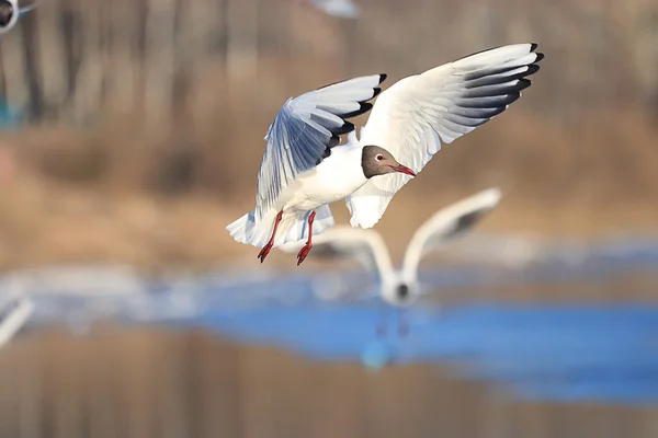 Gaivota perto de água na primavera — Fotografia de Stock