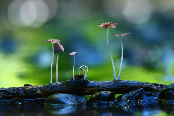 Kleine Pilze Fliegenpilze — Stockfoto