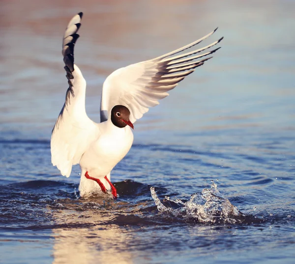 Gaviota cerca del agua en primavera — Foto de Stock