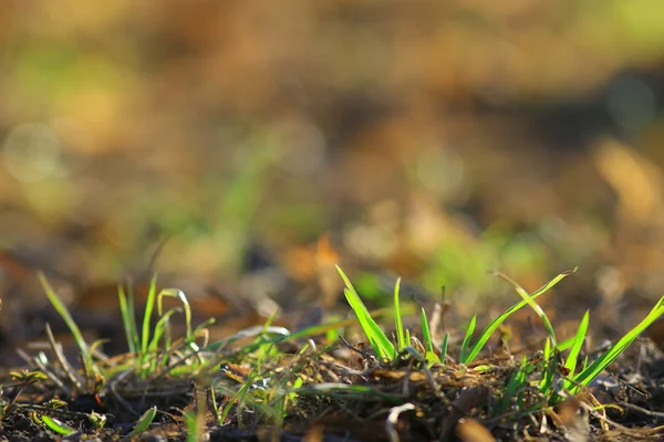 Close up of green grass — Stock Photo, Image