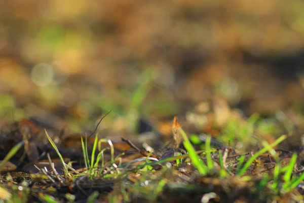 Zbliżenie zielonej trawy — Zdjęcie stockowe