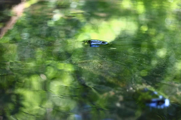 背景、水の石 — ストック写真