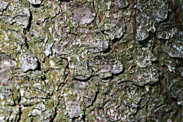 Corteza de árbol fondo —  Fotos de Stock