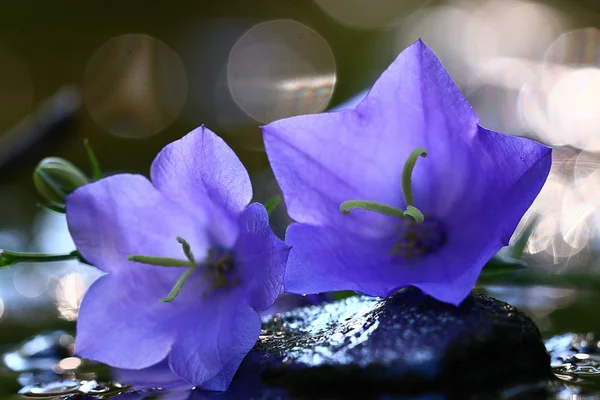 Flores púrpuras hermosas — Foto de Stock