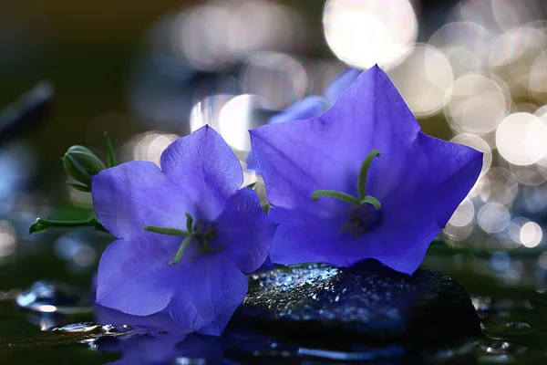 Фиолетовые красивые цветы — стоковое фото