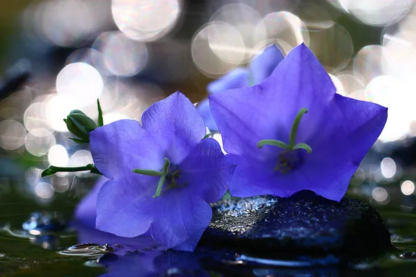 Lila schöne Blumen — Stockfoto