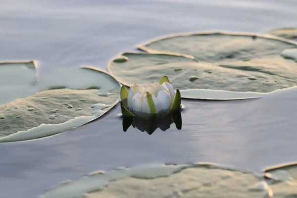 Water lily flower — Stok fotoğraf