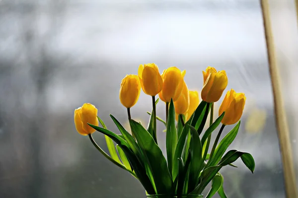Yellow tulips in a vase — Stock Photo, Image