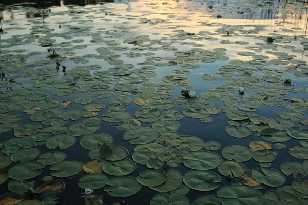 Waterlelies in het meer — Stockfoto