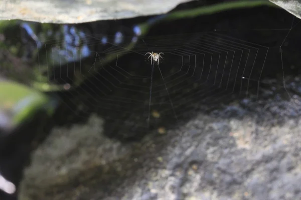 Spider web tło — Zdjęcie stockowe