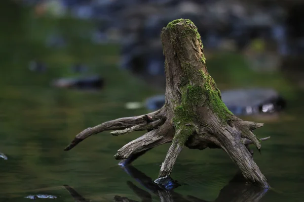 Старый пень дерева в воде — стоковое фото