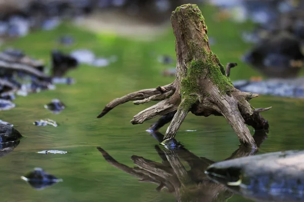 물에 오래 된 나무 그 루터 기 — 스톡 사진