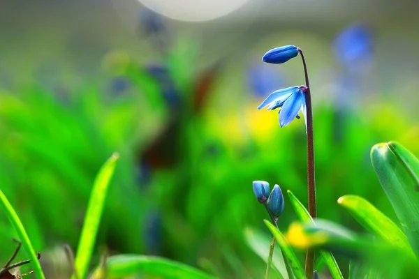 Vad tavaszi virágok — Stock Fotó