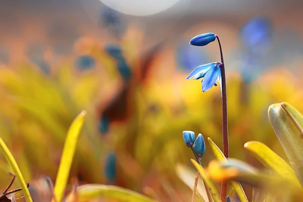 Vad tavaszi virágok — Stock Fotó