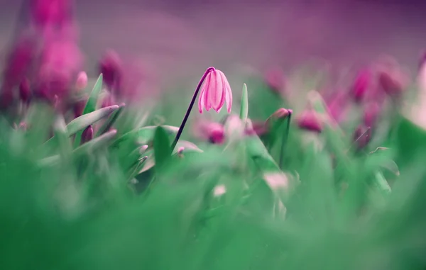 Macro flor vermelha — Fotografia de Stock