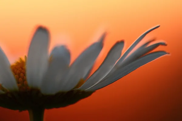 Flor de manzanilla en la puesta del sol — Foto de Stock