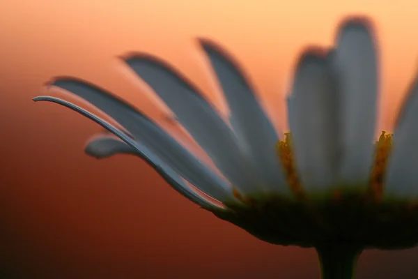 Квітка ромашки на заході сонця — стокове фото