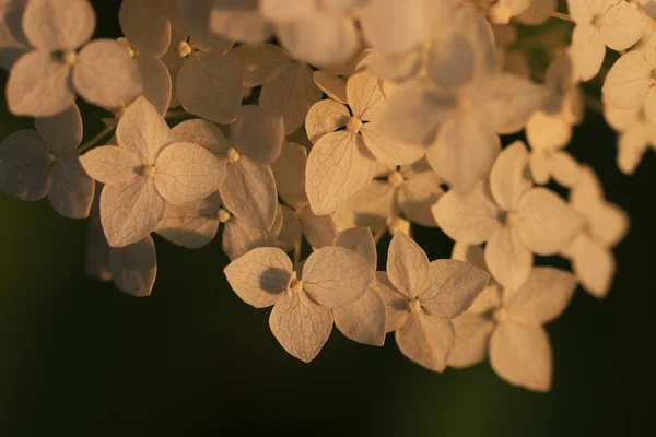 Flor de hortensia primer plano —  Fotos de Stock