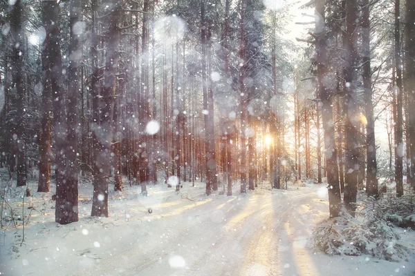 Paesaggio foresta invernale — Foto Stock