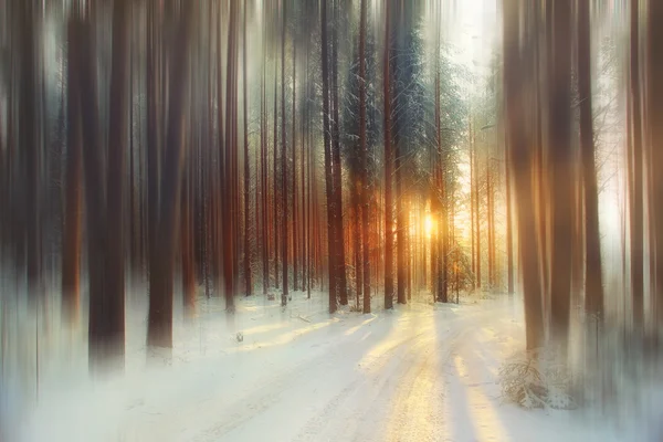 冬の森の風景 — ストック写真