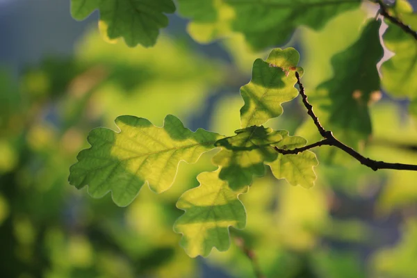 Foglie di quercia, da vicino — Foto Stock