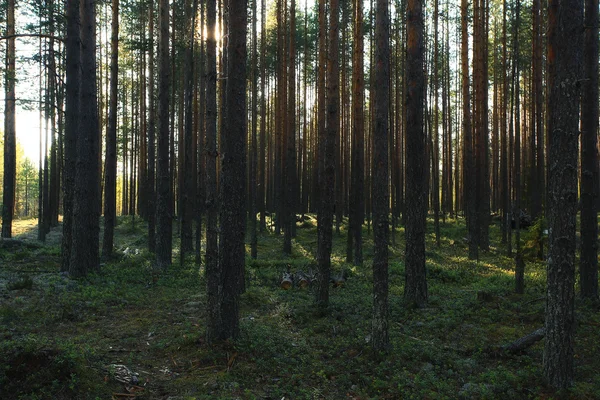 Letní borovicový les — Stock fotografie