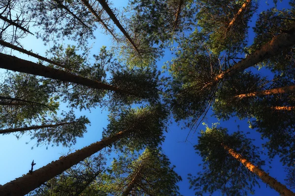 Sommer-Kiefernwald — Stockfoto