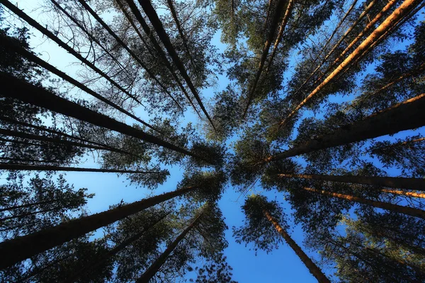 Leśny las sosnowy — Zdjęcie stockowe