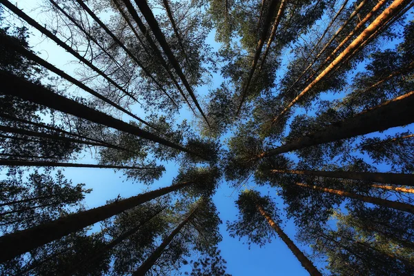 Forêt de pins d'été — Photo