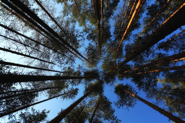 Floresta de Pinheiro de Verão — Fotografia de Stock