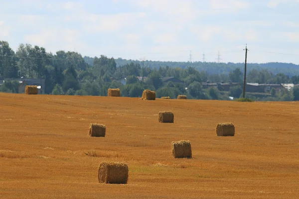 Distesa del raccolto del grano — Foto Stock