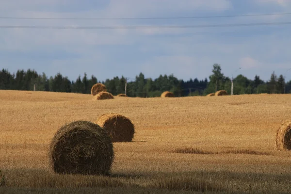 Étendue de récolte des grains — Photo