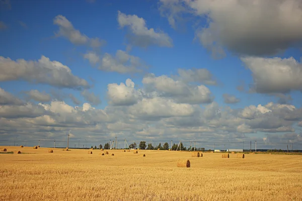 Rozloha sklizeň obilí — Stock fotografie