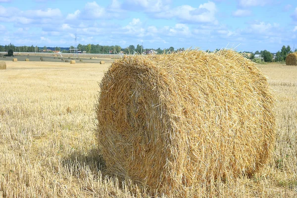 Grain skörd vidd — Stockfoto