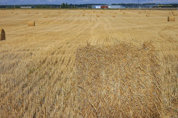 Distesa del raccolto del grano — Foto Stock
