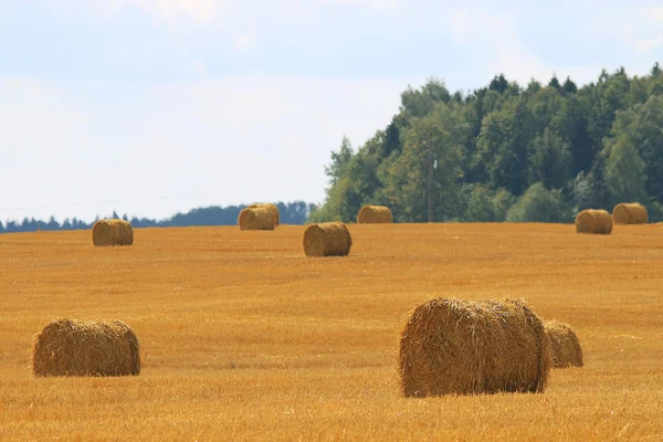 Étendue de récolte des grains — Photo