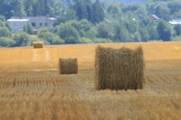 Étendue de récolte des grains — Photo