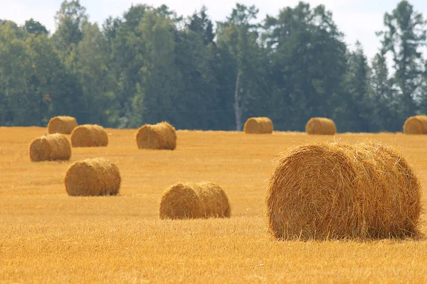 Rozloha sklizeň obilí — Stock fotografie